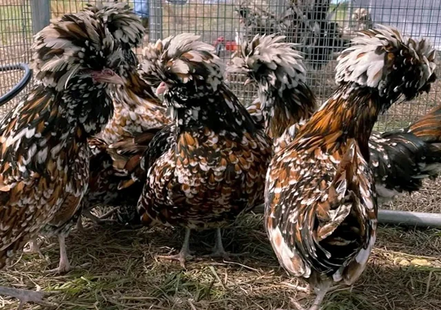 Яйце на інкубацію, курчата, Падуан: золото, фарфоровий - фото № 4