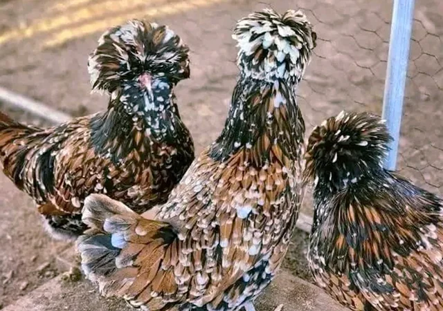 Яйце на інкубацію, курчата, Падуан: золото, фарфоровий - фото № 5