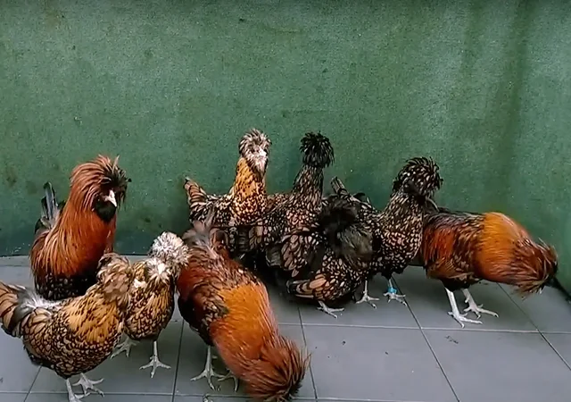 Яйце на інкубацію, курчата, Падуан: золото, фарфоровий - фото № 6