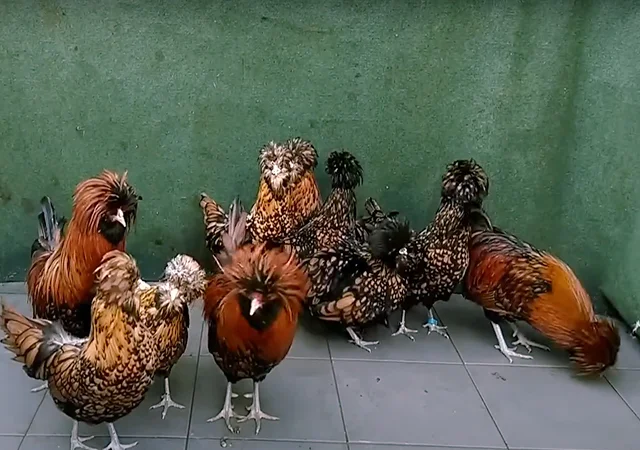 Яйце на інкубацію, курчата, Падуан: золото, фарфоровий - фото № 7