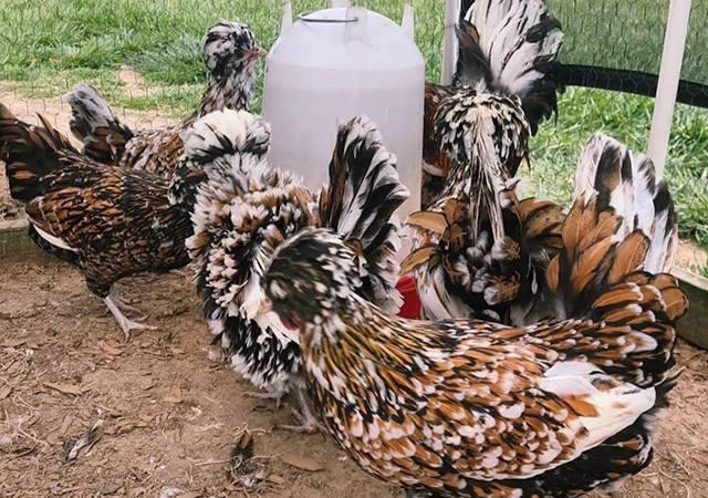 Яйце на інкубацію, курчата, Падуан: золото, фарфоровий - фото № 8