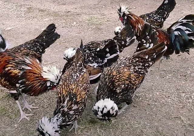 Яйце на інкубацію, курчата, Павловська: фарфорова - фото № 2