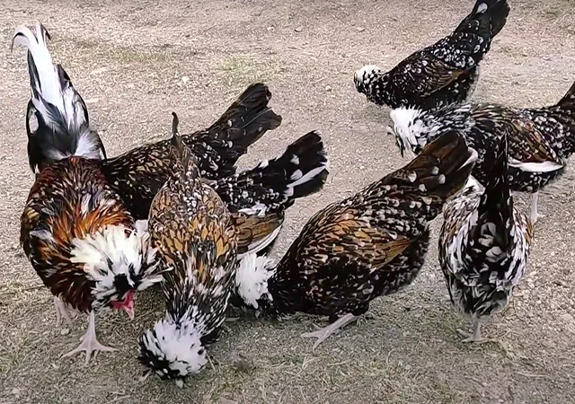 Яйце на інкубацію, курчата, Павловська: фарфорова - фото № 4