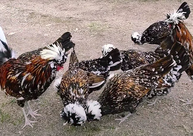 Яйце на інкубацію, курчата, Павловська: фарфорова - фото № 6