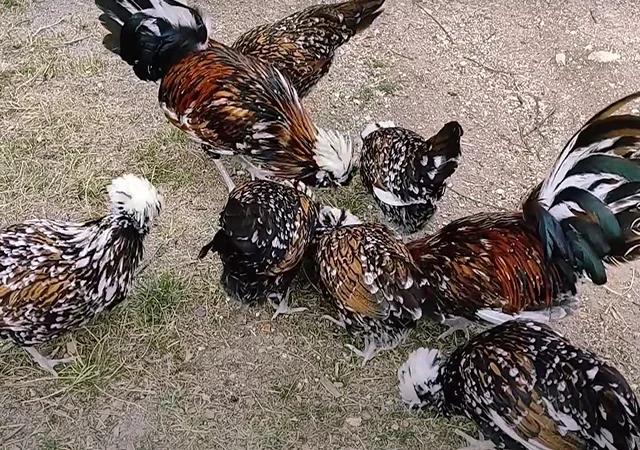 Яйце на інкубацію, курчата, Павловська: фарфорова - фото № 7