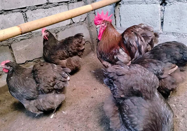 Яйце на інкубацію, курчата, Орпінгтон: куріпчастий, шоколад, ситцевий - фото № 1