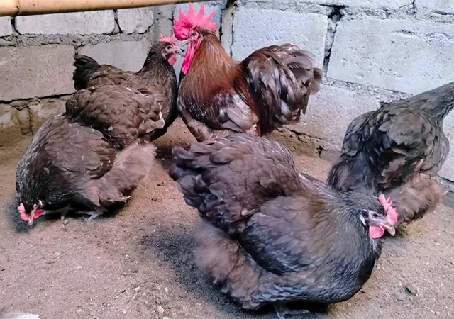 Яйце на інкубацію, курчата, Орпінгтон: куріпчастий, шоколад, ситцевий - фото № 2