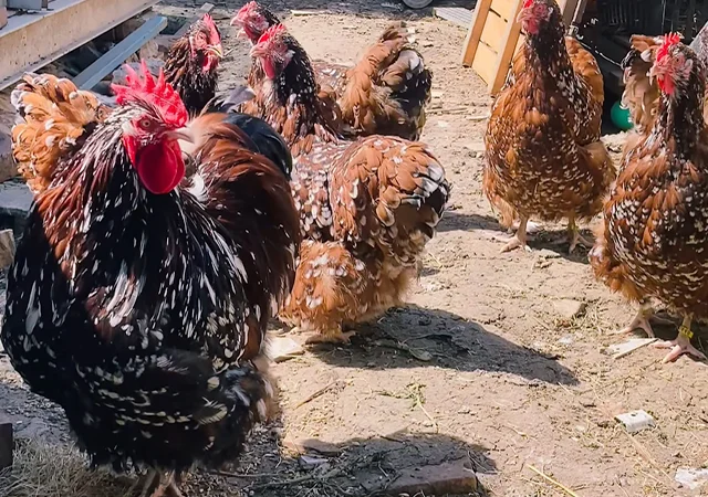 Яйце на інкубацію, курчата, Орпінгтон: куріпчастий, шоколад, ситцевий - фото № 3