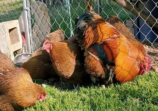 Яйце на інкубацію, курчата, Орпінгтон: куріпчастий, шоколад, ситцевий - фото № 4