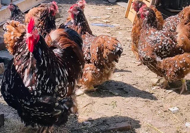 Яйце на інкубацію, курчата, Орпінгтон: куріпчастий, шоколад, ситцевий - фото № 5