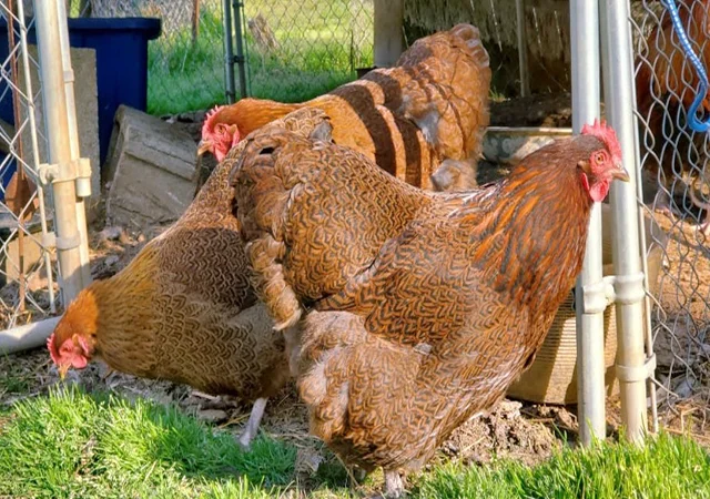 Яйце на інкубацію, курчата, Орпінгтон: куріпчастий, шоколад, ситцевий - фото № 6