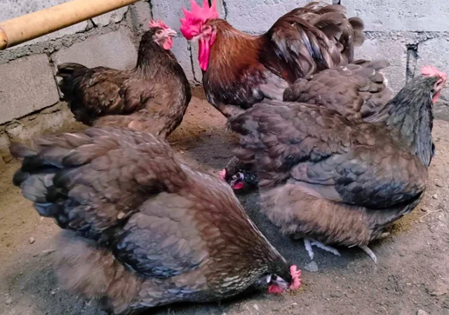 Яйце на інкубацію, курчата, Орпінгтон: куріпчастий, шоколад, ситцевий - фото № 7