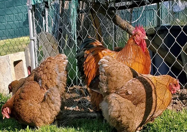 Яйце на інкубацію, курчата, Орпінгтон: куріпчастий, шоколад, ситцевий - фото № 8