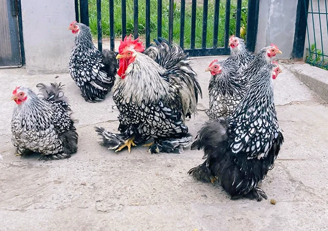 Яйце на інкубацію, курчата, Карликовий Кохінхін: фарфоровий, срібло, золото - фото № 1