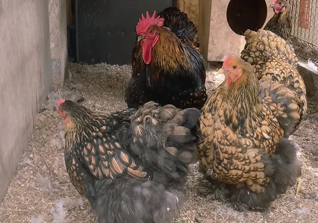 Яйце на інкубацію, курчата, Карликовий Кохінхін: фарфоровий, срібло, золото - фото № 2