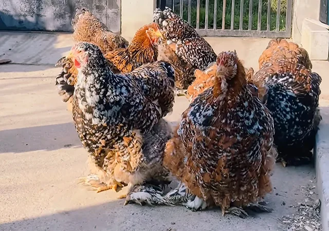 Яйце на інкубацію, курчата, Карликовий Кохінхін: фарфоровий, срібло, золото - фото № 4