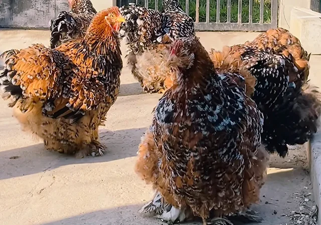 Яйце на інкубацію, курчата, Карликовий Кохінхін: фарфоровий, срібло, золото - фото № 5