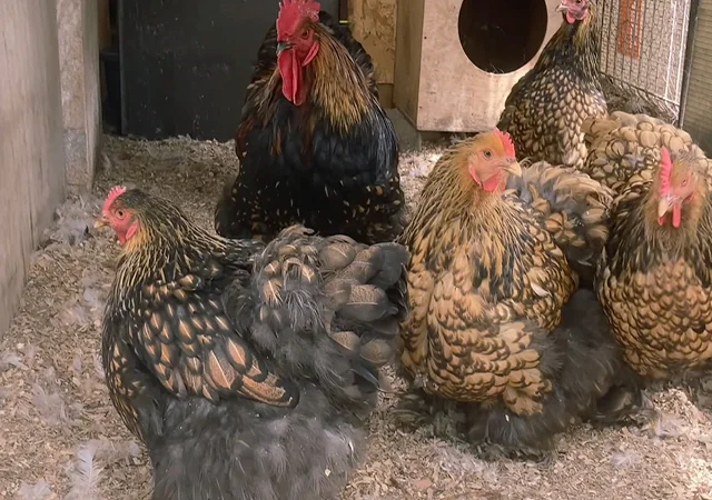 Яйце на інкубацію, курчата, Карликовий Кохінхін: фарфоровий, срібло, золото - фото № 6