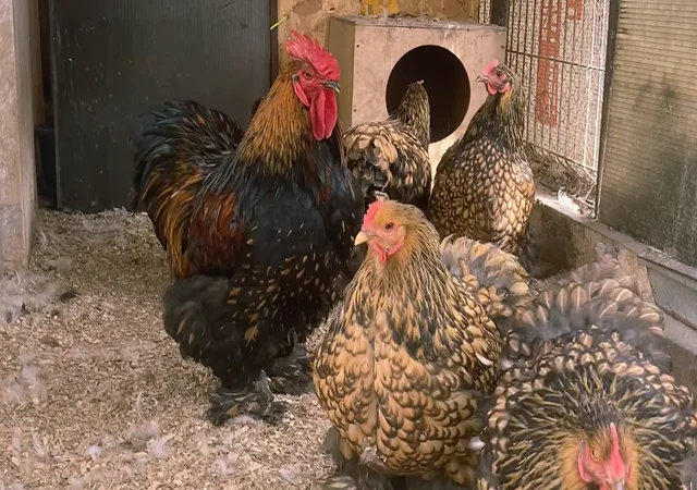 Яйце на інкубацію, курчата, Карликовий Кохінхін: фарфоровий, срібло, золото - фото № 7