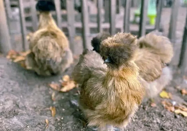 Яйце на інкубацію, курчата, Китайська шовкова: біла, шоколад, смугаста, синя - фото № 1