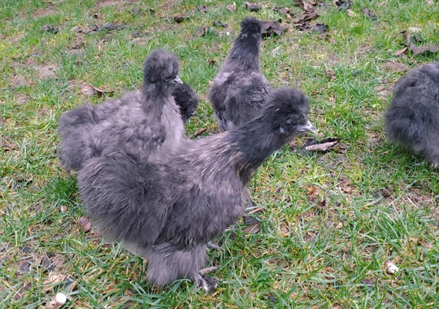 Яйце на інкубацію, курчата, Китайська шовкова: біла, шоколад, смугаста, синя - фото № 2