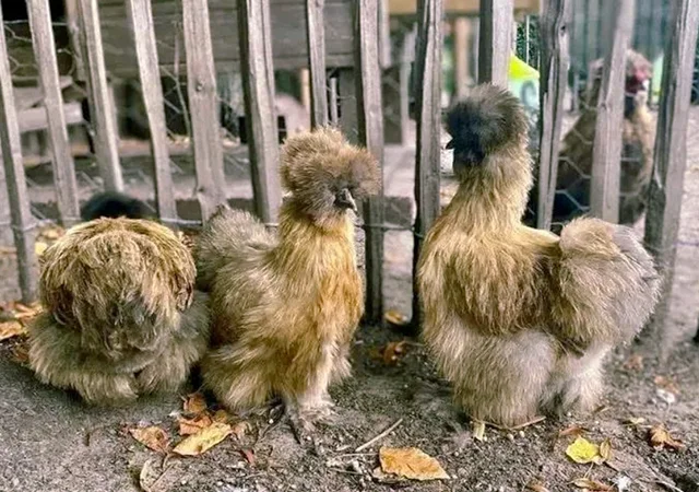 Яйце на інкубацію, курчата, Китайська шовкова: біла, шоколад, смугаста, синя - фото № 3