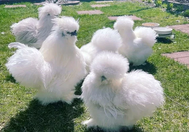 Яйце на інкубацію, курчата, Китайська шовкова: біла, шоколад, смугаста, синя - фото № 4