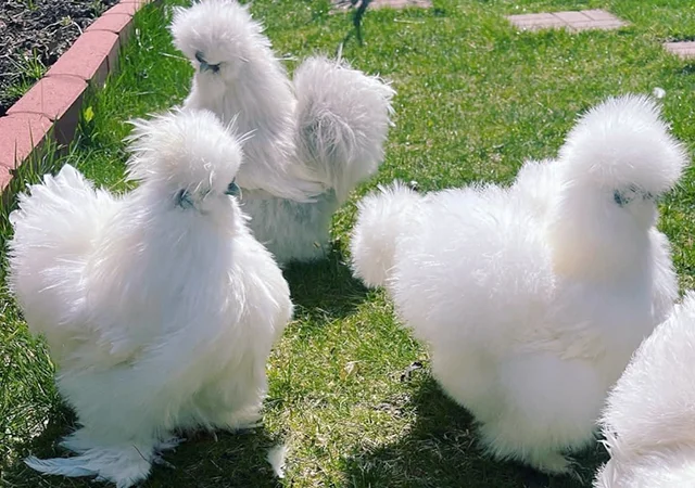 Яйце на інкубацію, курчата, Китайська шовкова: біла, шоколад, смугаста, синя - фото № 5