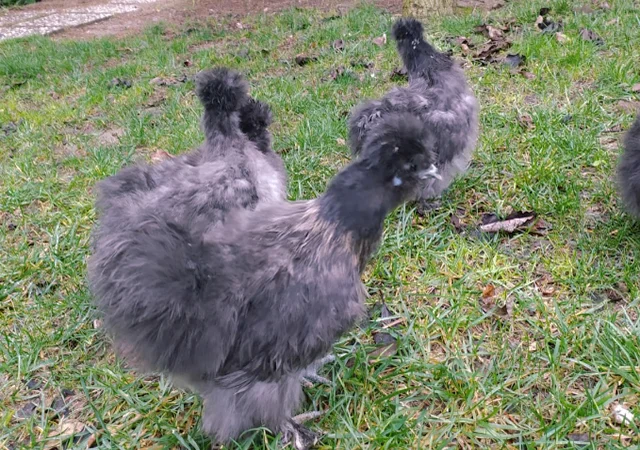 Яйце на інкубацію, курчата, Китайська шовкова: біла, шоколад, смугаста, синя - фото № 6