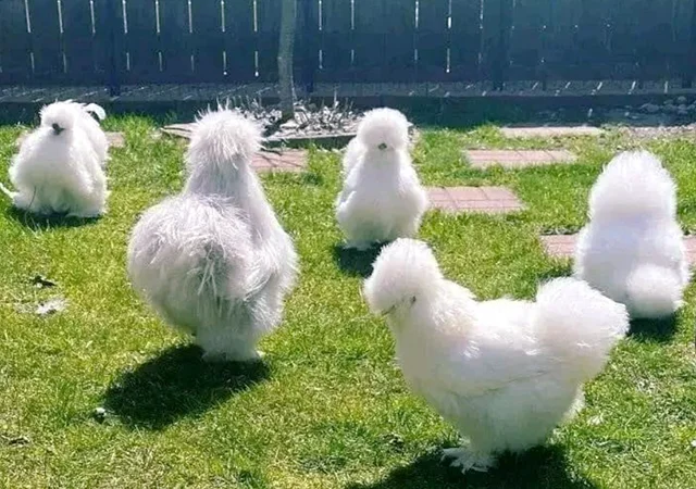 Яйце на інкубацію, курчата, Китайська шовкова: біла, шоколад, смугаста, синя - фото № 8