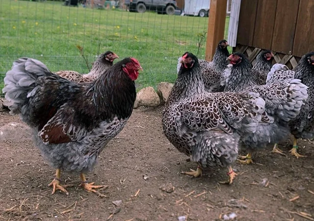 Яйце на інкубацію, курчата, Віандот: блакитне золото, срібло - фото № 1