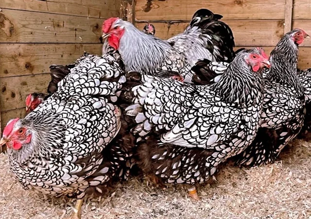 Яйце на інкубацію, курчата, Віандот: блакитне золото, срібло - фото № 3