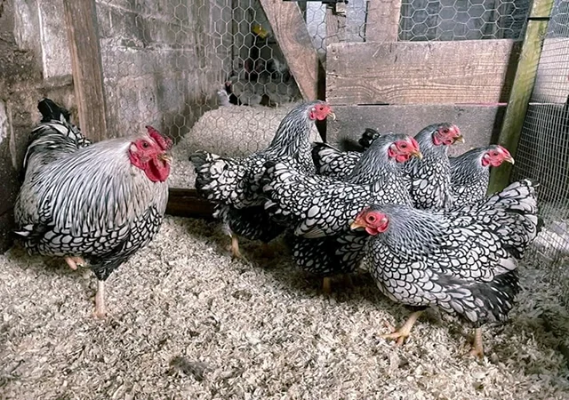 Яйце на інкубацію, курчата, Віандот: блакитне золото, срібло - фото № 4