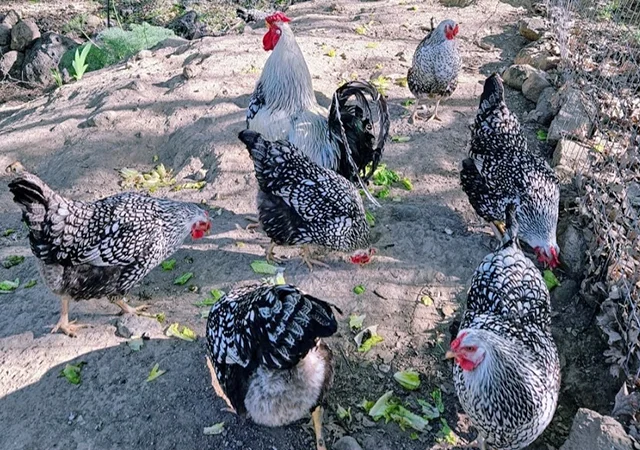 Яйце на інкубацію, курчата, Віандот: блакитне золото, срібло - фото № 6