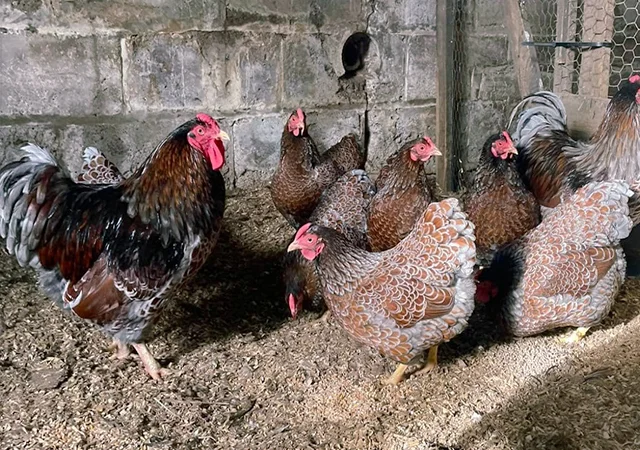 Яйце на інкубацію, курчата, Віандот: блакитне золото, срібло - фото № 8