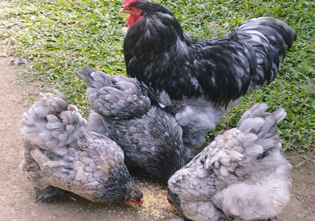 Яйце на інкубацію, курчата, Брама: блакитна, біле золото, темна - фото № 1