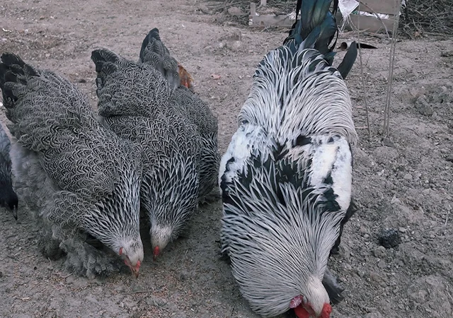 Яйце на інкубацію, курчата, Брама: блакитна, біле золото, темна - фото № 3