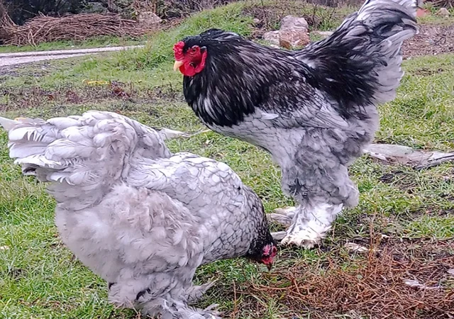 Яйце на інкубацію, курчата, Брама: блакитна, біле золото, темна - фото № 4