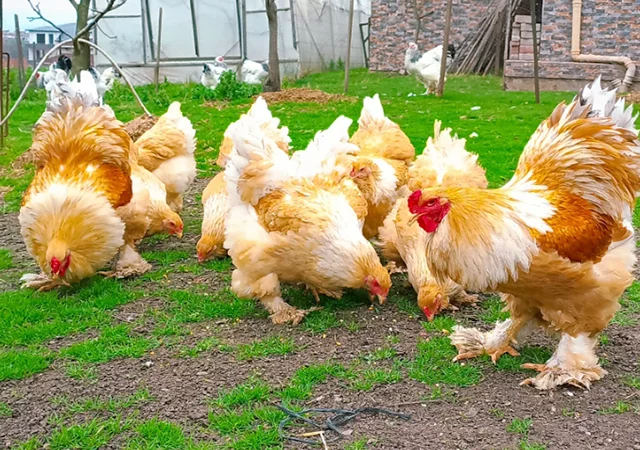 Яйце на інкубацію, курчата, Брама: блакитна, біле золото, темна - фото № 5