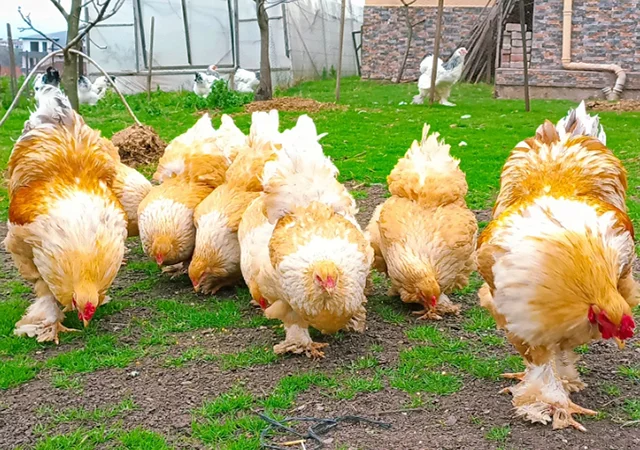 Яйце на інкубацію, курчата, Брама: блакитна, біле золото, темна - фото № 6