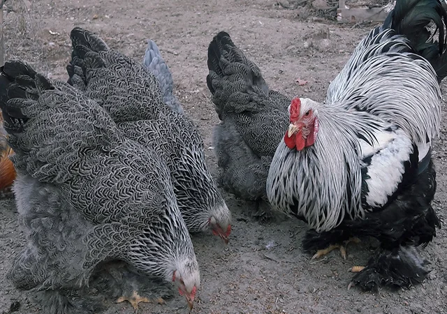 Яйце на інкубацію, курчата, Брама: блакитна, біле золото, темна - фото № 7