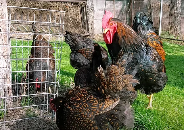 Яйце на інкубацію, курчата, Барневельдер: блакитноокаймленний, золотоокаймленний, срібло - фото № 2