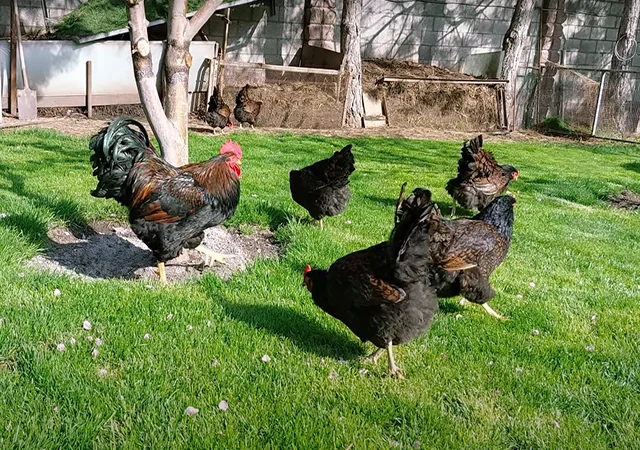 Яйце на інкубацію, курчата, Барневельдер: блакитноокаймленний, золотоокаймленний, срібло - фото № 3