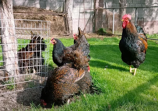 Яйце на інкубацію, курчата, Барневельдер: блакитноокаймленний, золотоокаймленний, срібло - фото № 4