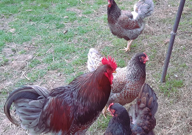 Яйце на інкубацію, курчата, Барневельдер: блакитноокаймленний, золотоокаймленний, срібло - фото № 5