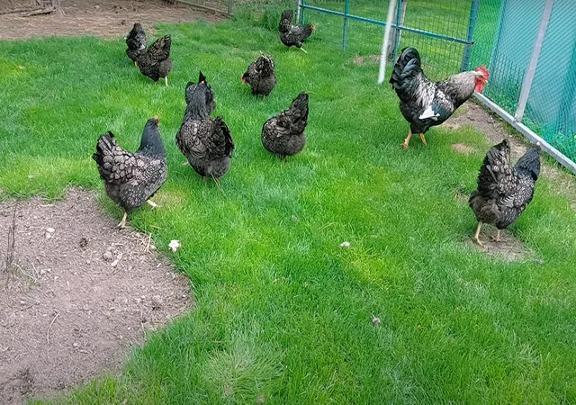 Яйце на інкубацію, курчата, Барневельдер: блакитноокаймленний, золотоокаймленний, срібло - фото № 6