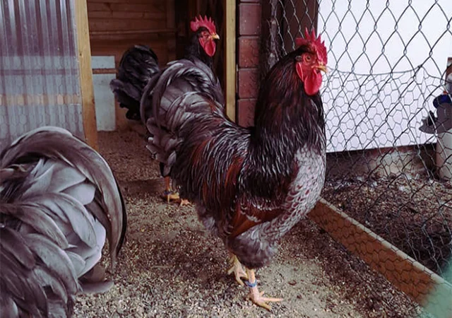 Яйце на інкубацію, курчата, Барневельдер: блакитноокаймленний, золотоокаймленний, срібло - фото № 8