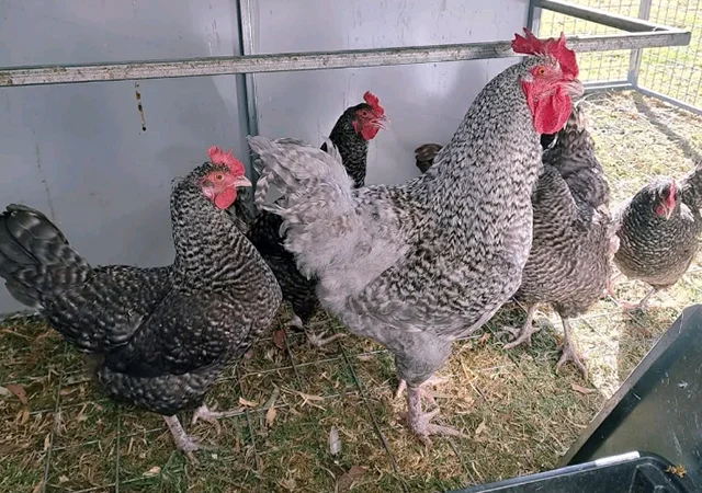 Яйце на інкубацію, курчата, Амрокс - фото № 1