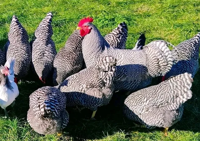 Яйце на інкубацію, курчата, Амрокс - фото № 2