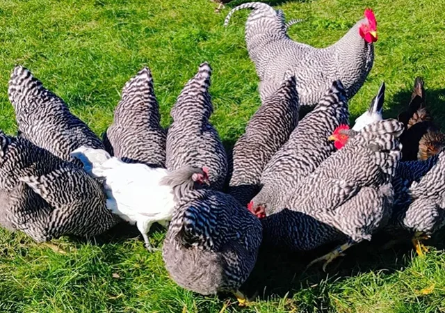 Яйце на інкубацію, курчата, Амрокс - фото № 3